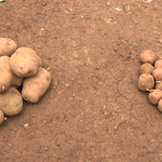 Potato piles