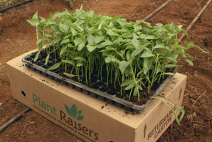 Plantraisers Capsicum seedlings