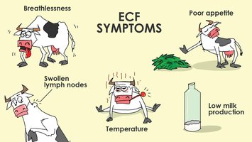 ECF symptoms