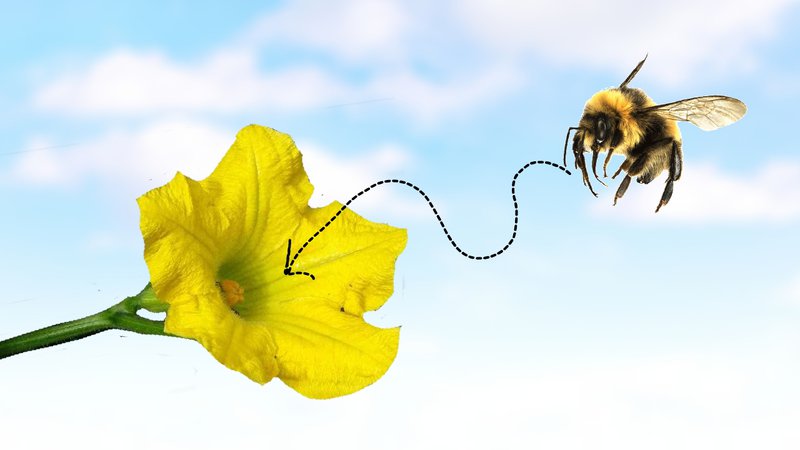 Butternut pollination