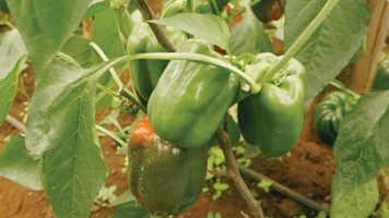 Capsicum crop management