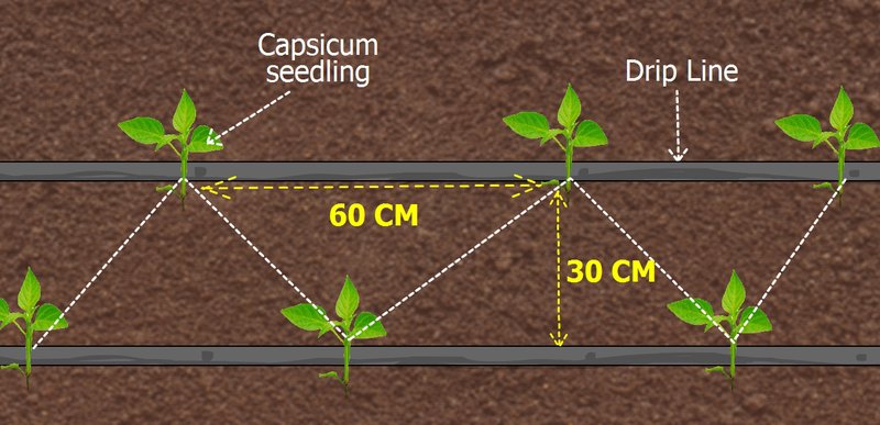 Capsicum planting dimensions