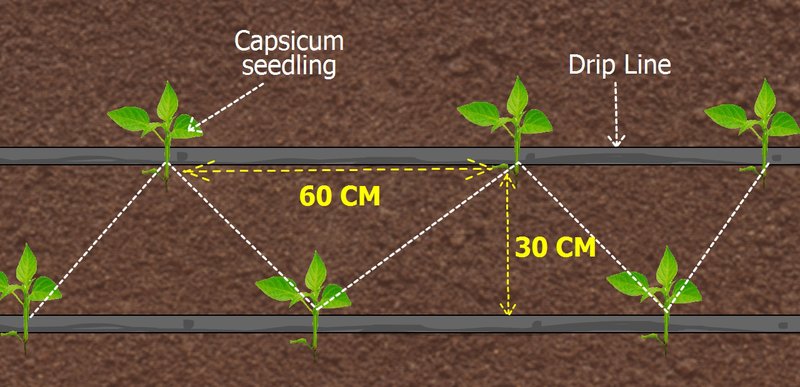 Capsicum seedlings deals