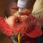 Chicken vaccine