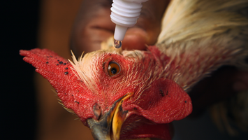 Chicken vaccine