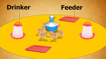 Chicken brooder