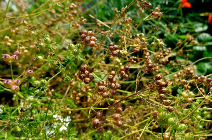 Coriander seeds