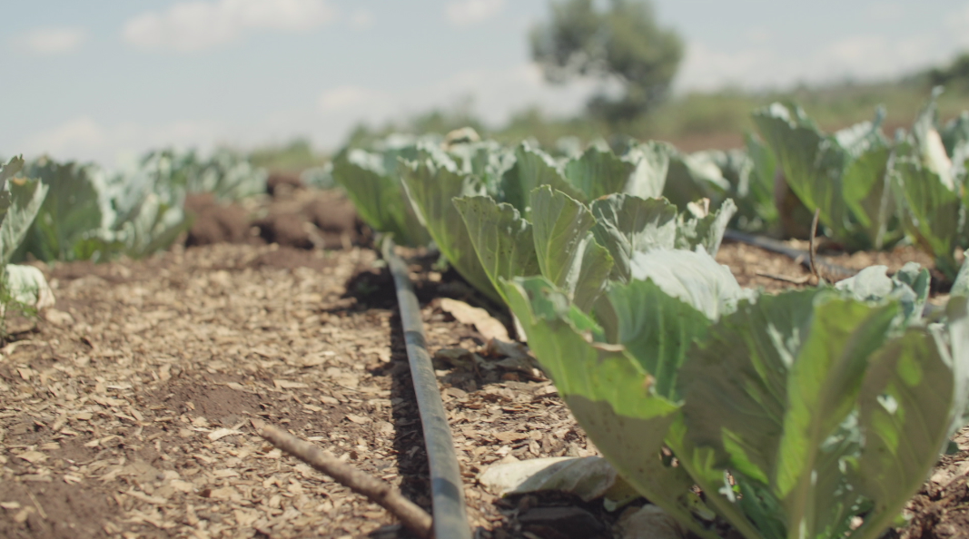 Winrose timeline: ep 12 cabbage and drip irrigation