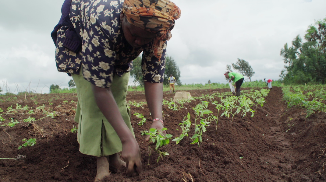 Leah timeline: ep 7 planting new seedlings