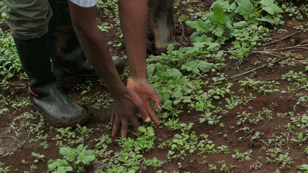 Leah timeline: ep 7 potato spacing