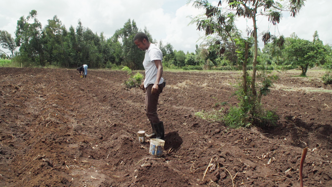 Issah's timeline: Issah planting butternut with Winrose