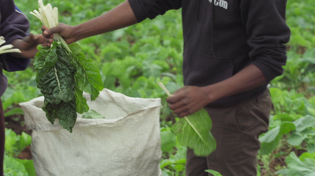 Issah timeline: ep 8 spinach and kale booming