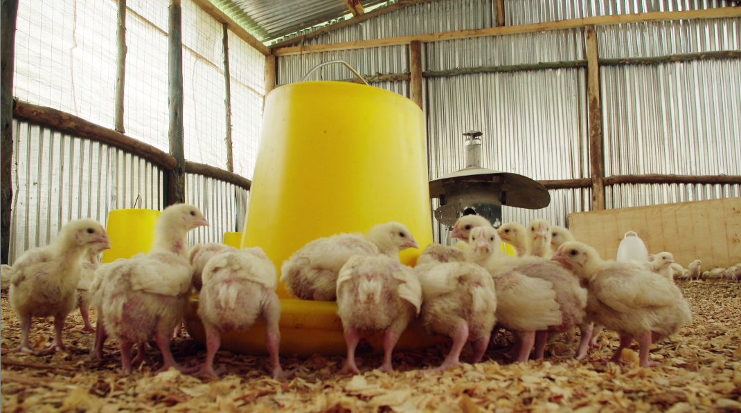 Winrose timeline: ep 9 chicks under control