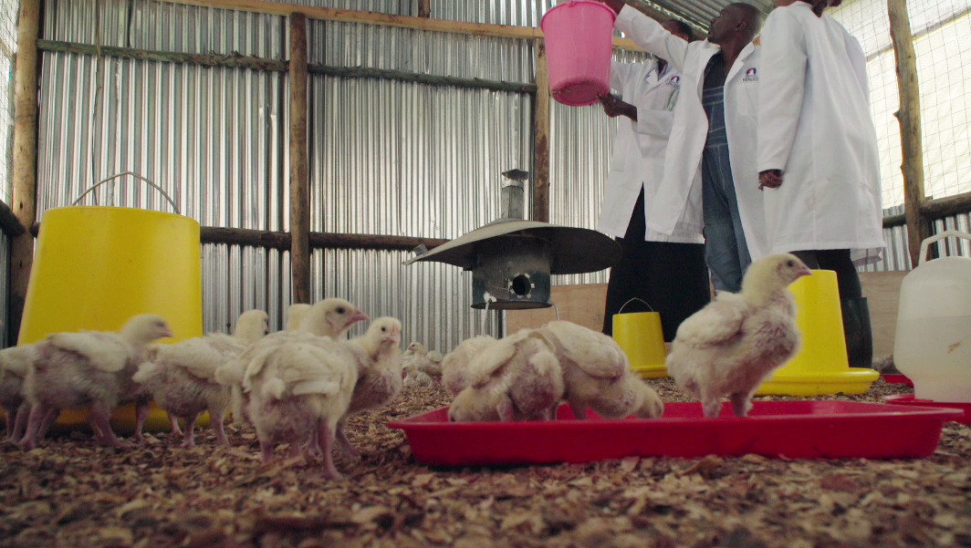 Winrose timeline: ep 9 weighing the chicks at 13 days