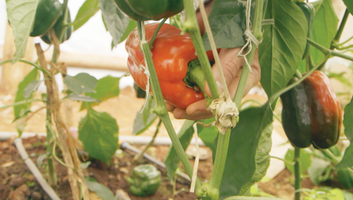 Harvesting capsicum