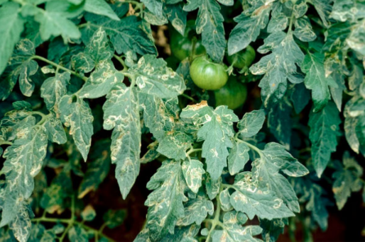 Leafminers on tomatoes