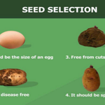 Potato seed selection