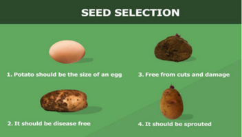 Potato seed selection
