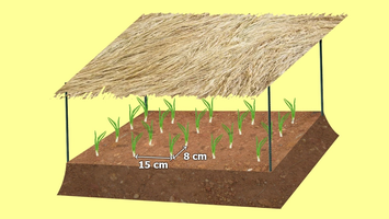 Onion nursery setup