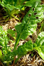 Spinach caterpillars
