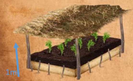 Nursery beds in store agriculture