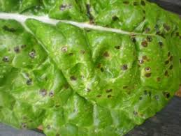 Spinach leaf spot