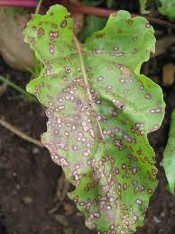 Spinach pests and diseases