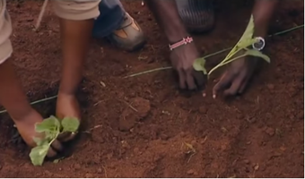 Transplanting cabbage