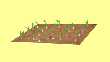 Transplanting onion seedlings