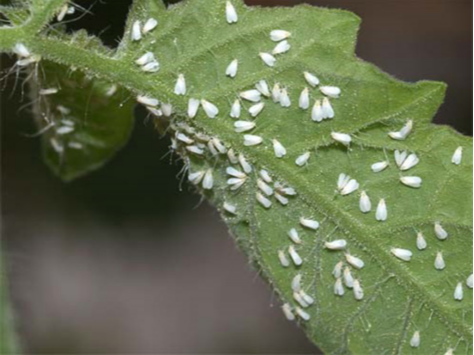 Whiteflies on tomatoes