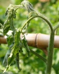 Bacterial wilt tomatoes