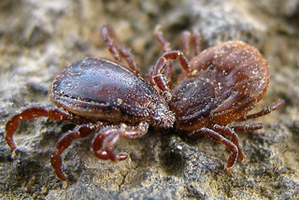 Brown Ear Tick