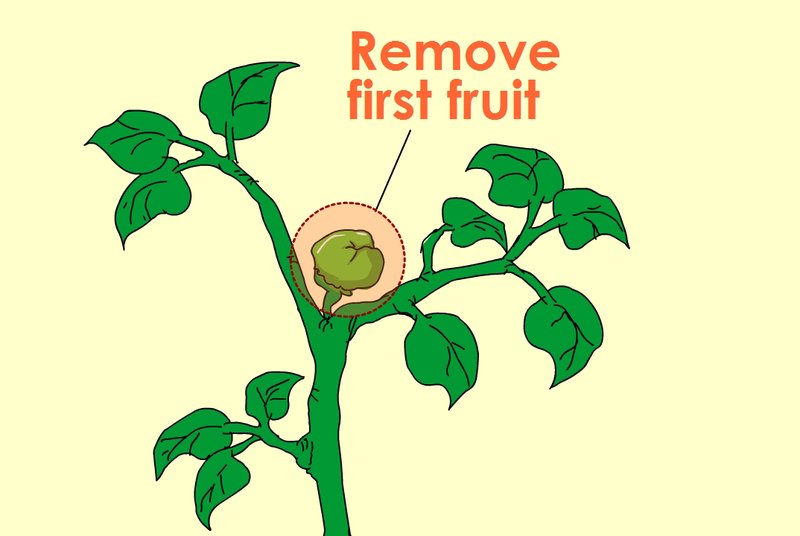 Pruning_remove first fruit