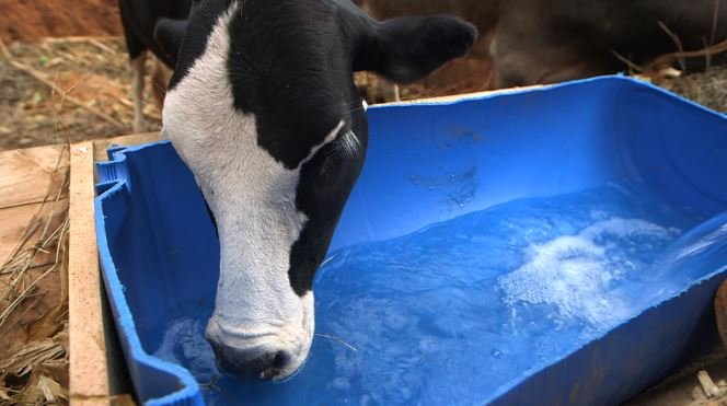 Cow drinking water