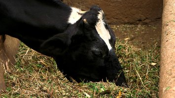 Cow eating feed mixture