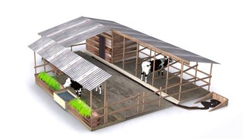 building a cow shed don't lose the plot