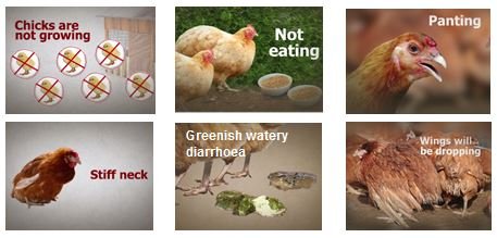 Chicken diseases | Don't Lose The Plot