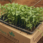 Plantraisers Capsicum seedlings